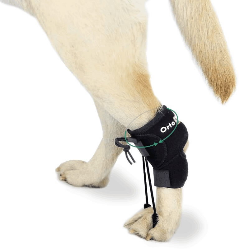 Pet braces | We are experts in wheelchairs and harnesses for dogs with